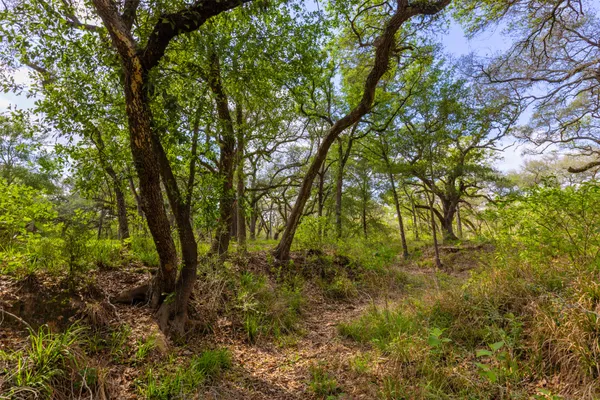 a view of forest