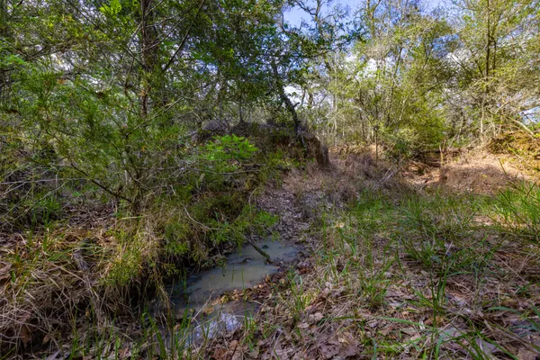 a view of a forest with a tree