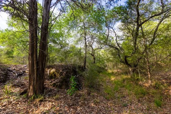 a view of a forest that has large trees