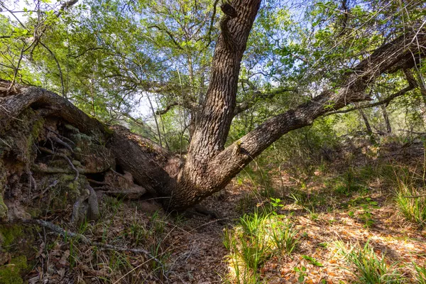 a view of tree