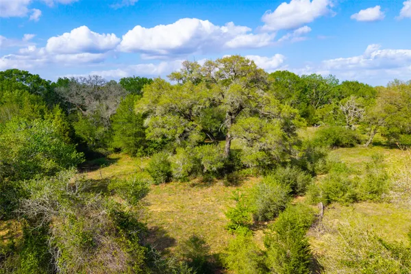a view of a bunch of plants and trees