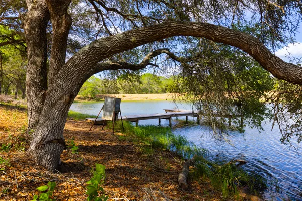 a view of a park with large tree