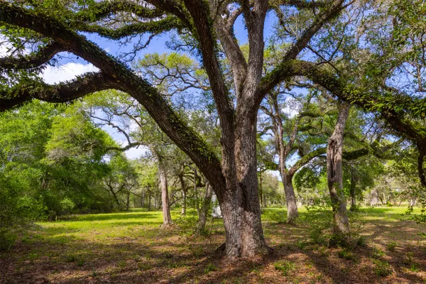 a view of a trees in a yard
