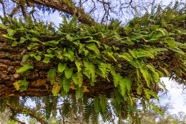 a view of a tree