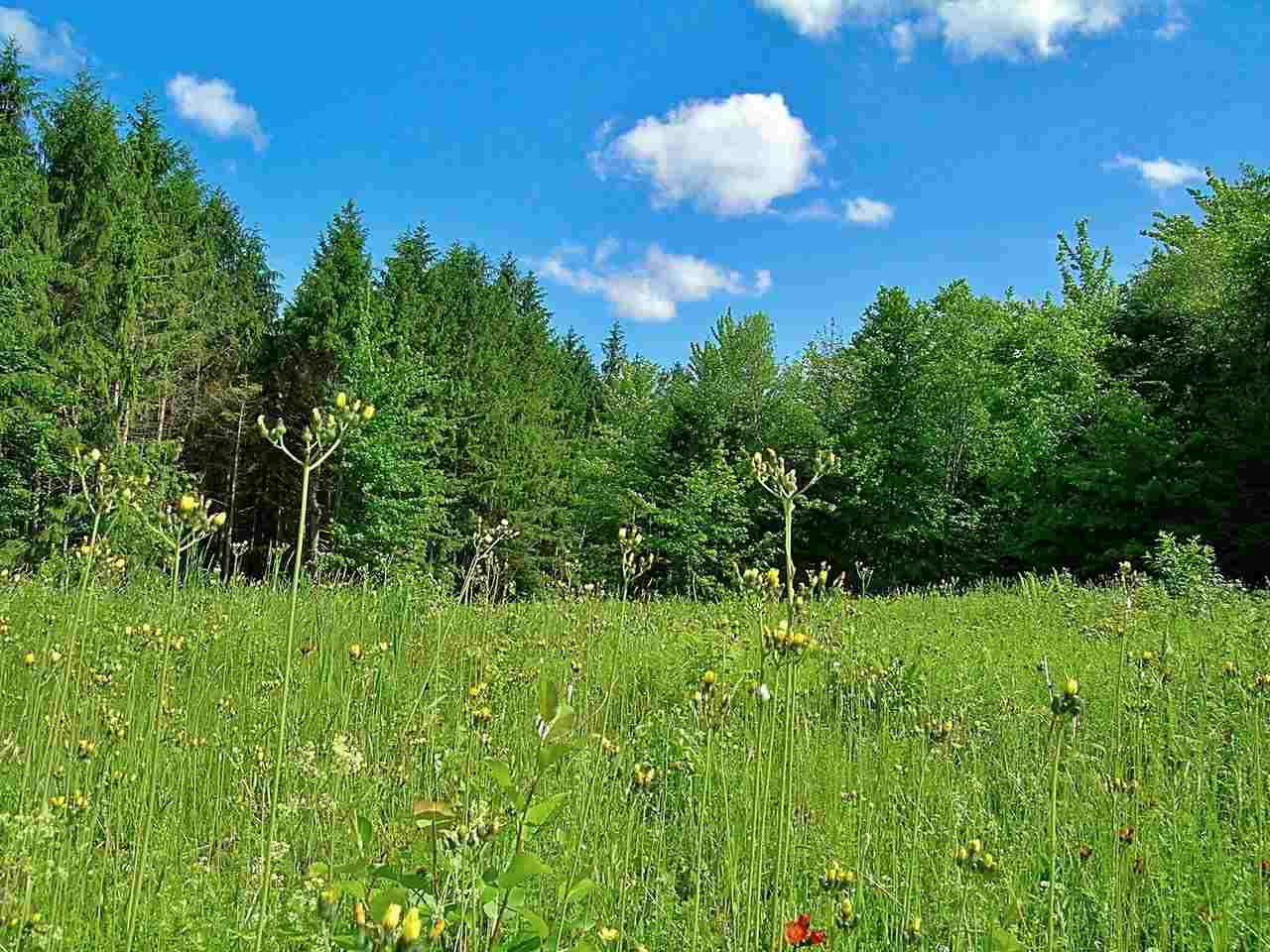 Lot #20 Campbell Road Morristown, VT 05661 - Photo 6 of 20 Gallery Image 6