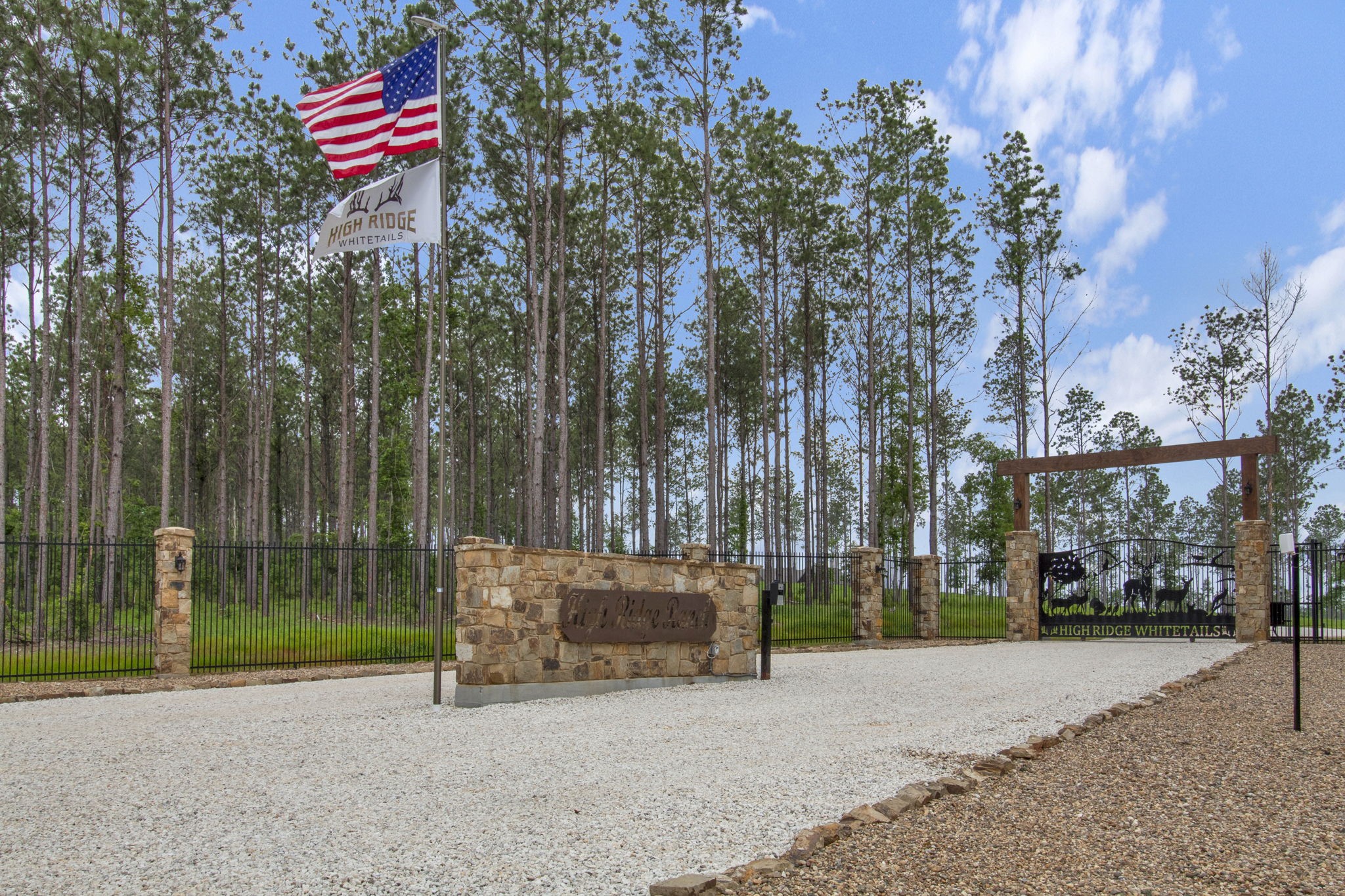 a street view with tall trees