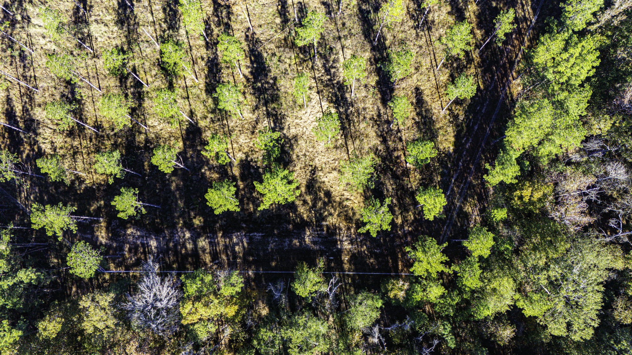 8 Big Buck Drive Moscow, TX 75960 - Photo 3 of 12 a view of a tree