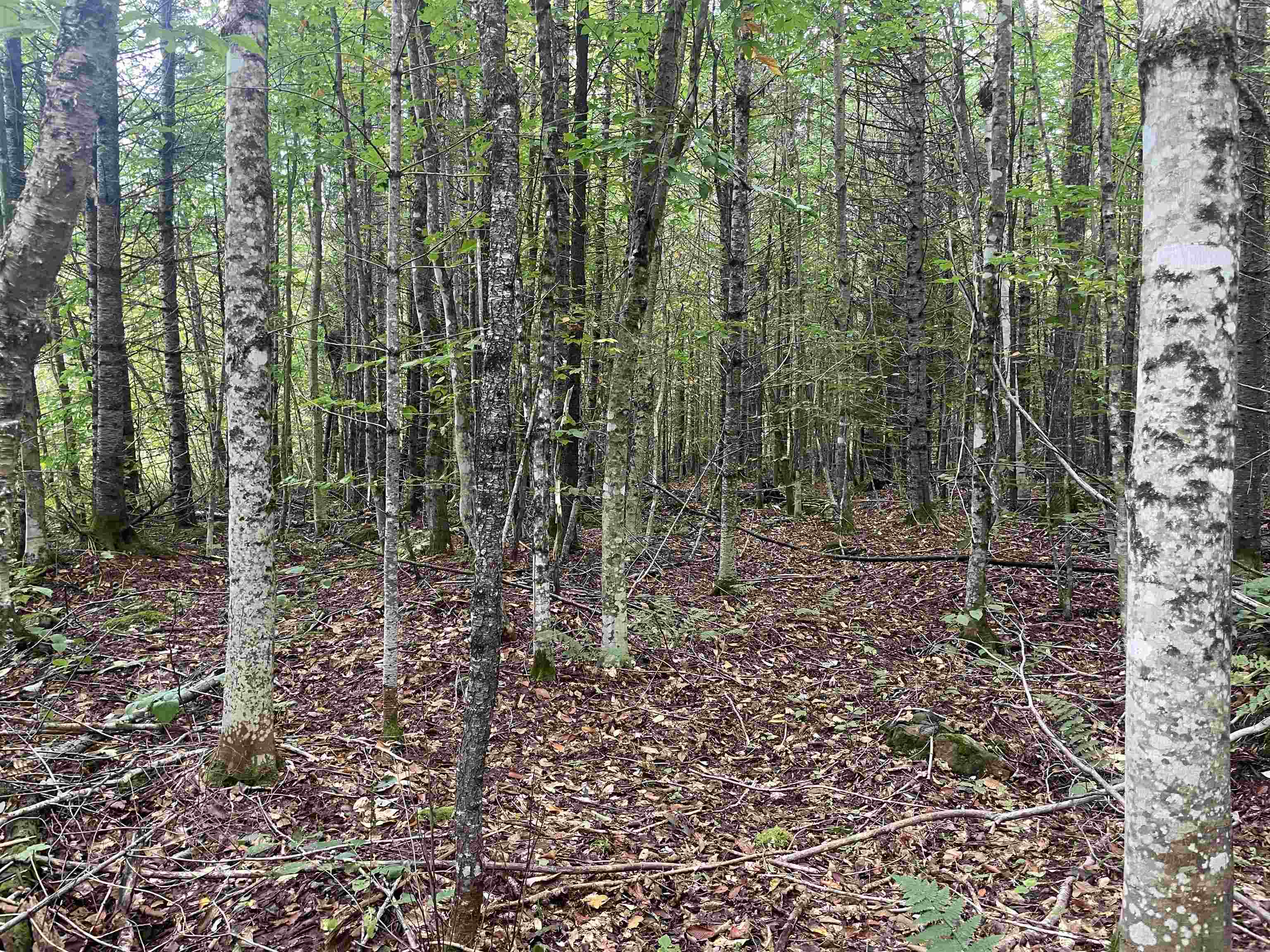 2093 East Hill Road Marshfield, VT 05658 - Photo 6 of 12