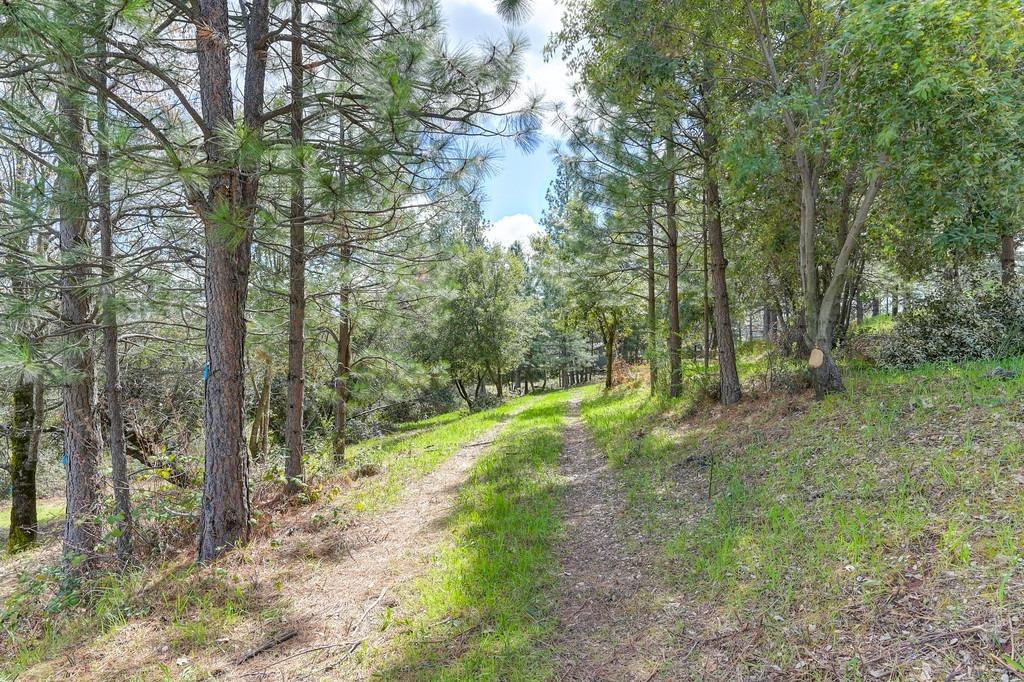 0 Whitcomb Avenue Colfax, CA 95713 - Photo 23 of 32 a view of a forest with trees