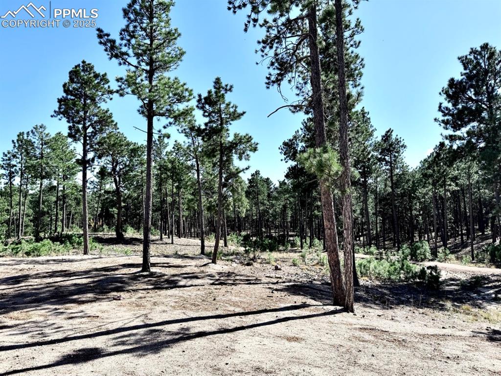 3135 Promise Point Colorado Springs, CO 80921 - Photo 29 of 33 45 Acres of Protected Forest.