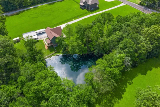 a view of a lake with a large tree