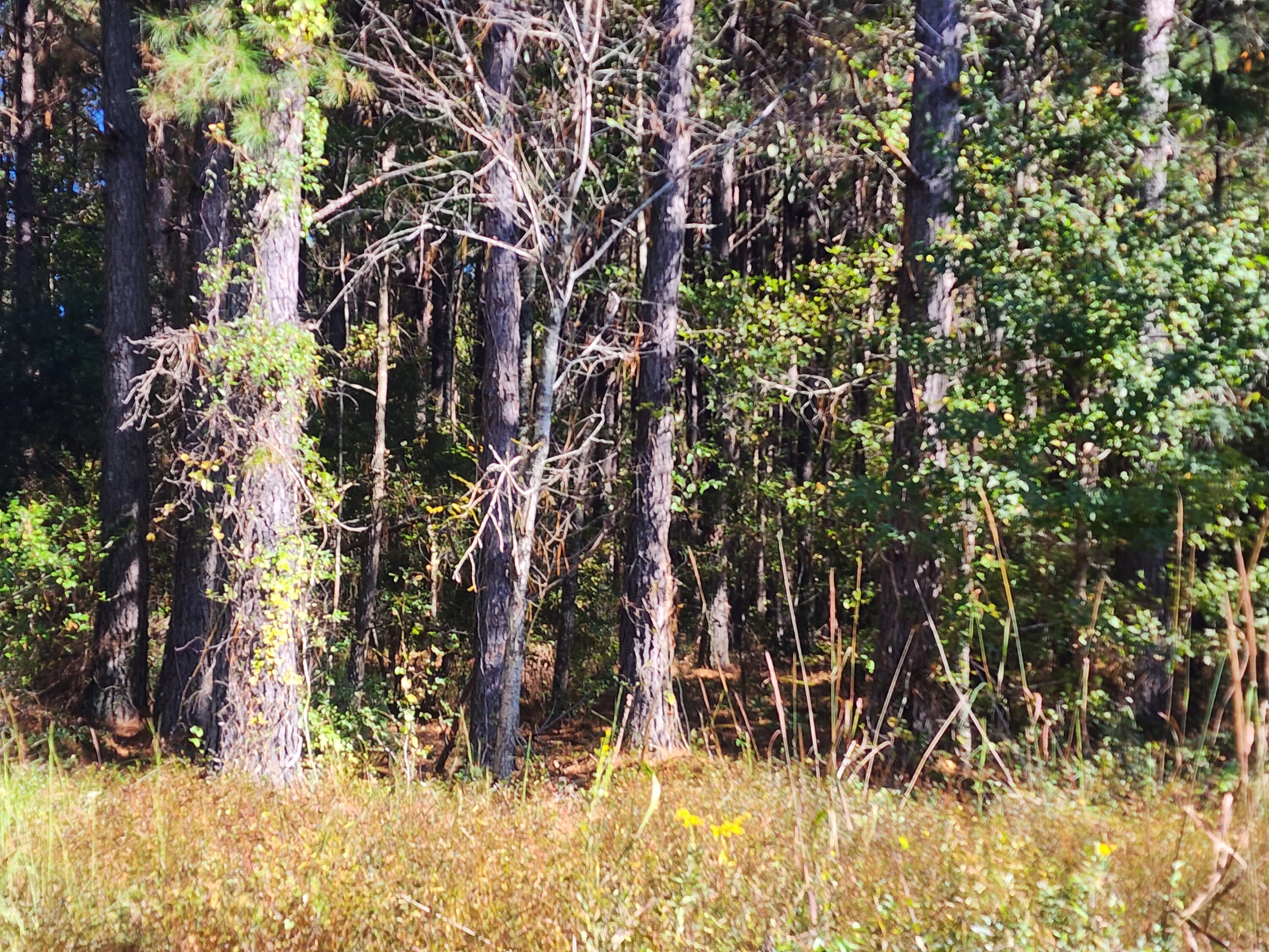 0 Ordie Road Reevesville, SC 29471 - Photo 4 of 6 20221018_151046