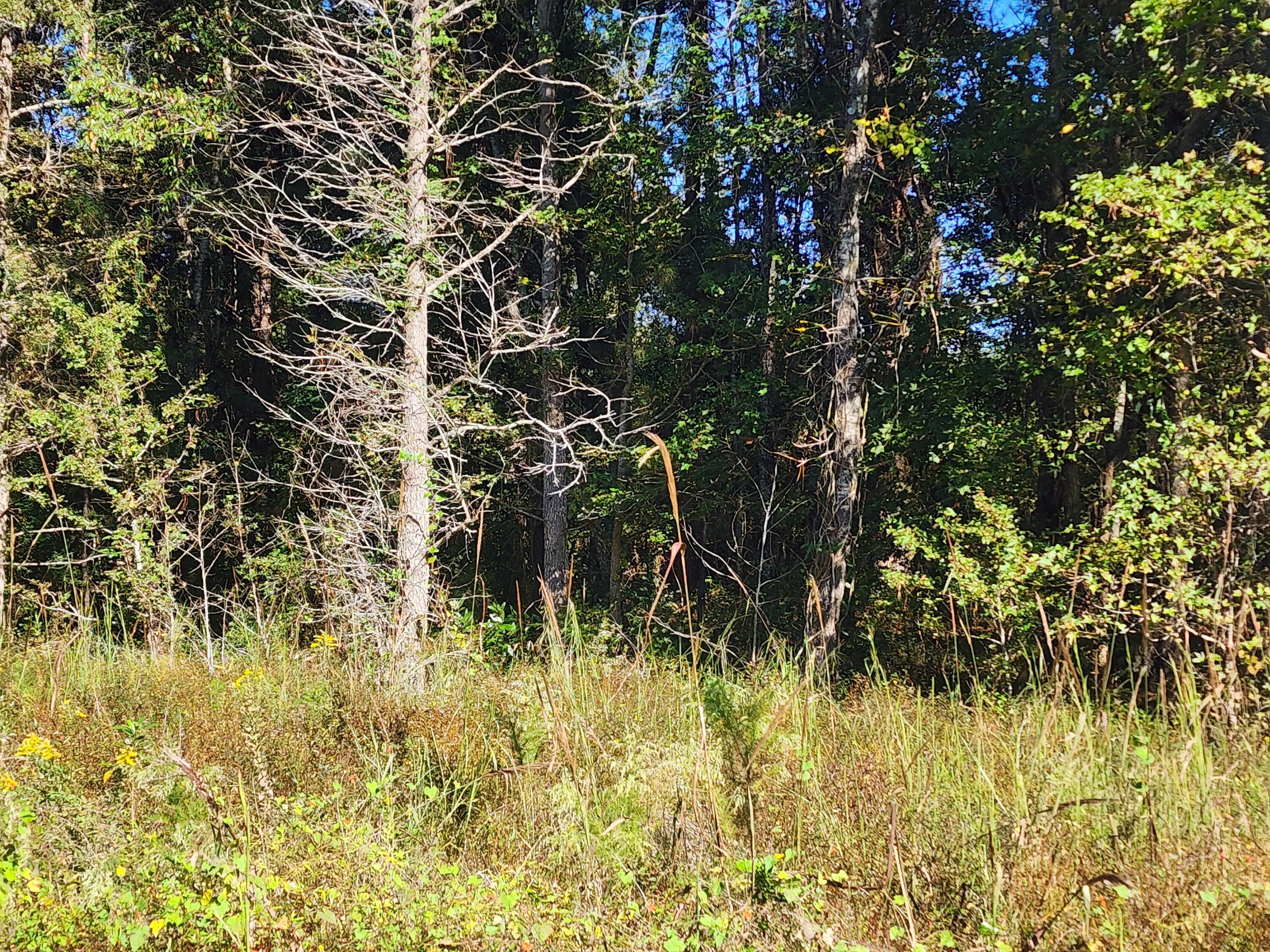 0 Ordie Road Reevesville, SC 29471 - Photo 5 of 6 20221018_151054