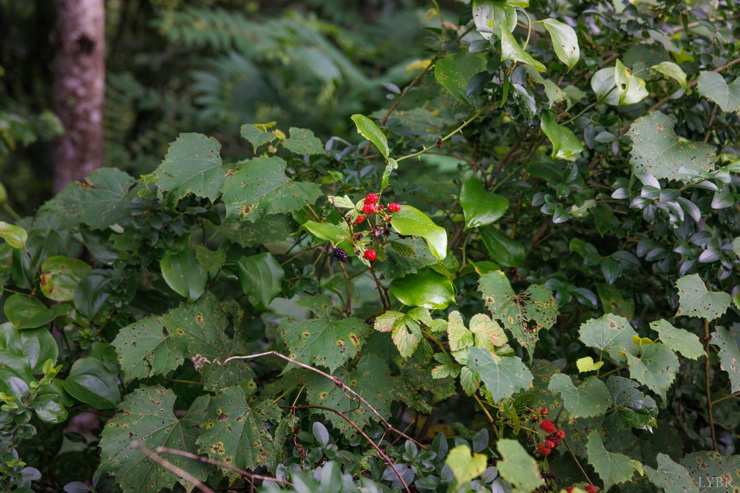 0 41 News Road Eagle Rock, VA 24085 - Photo 38 of 51 a plant