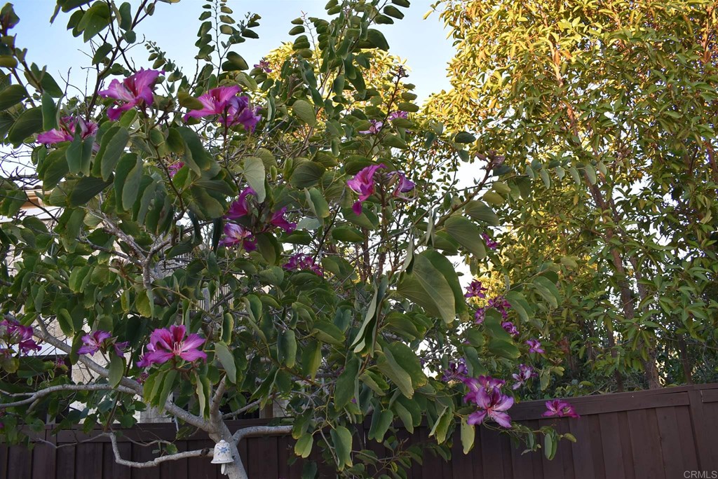 7168 Sitio Corazon Carlsbad, CA 92009 - Photo 33 of 34