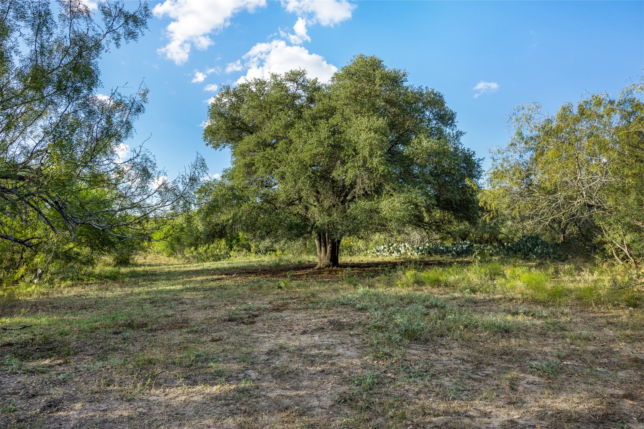 399 Seals Creek Road Lockhart, TX 78644 - Photo 12 of 40 View of undeveloped land