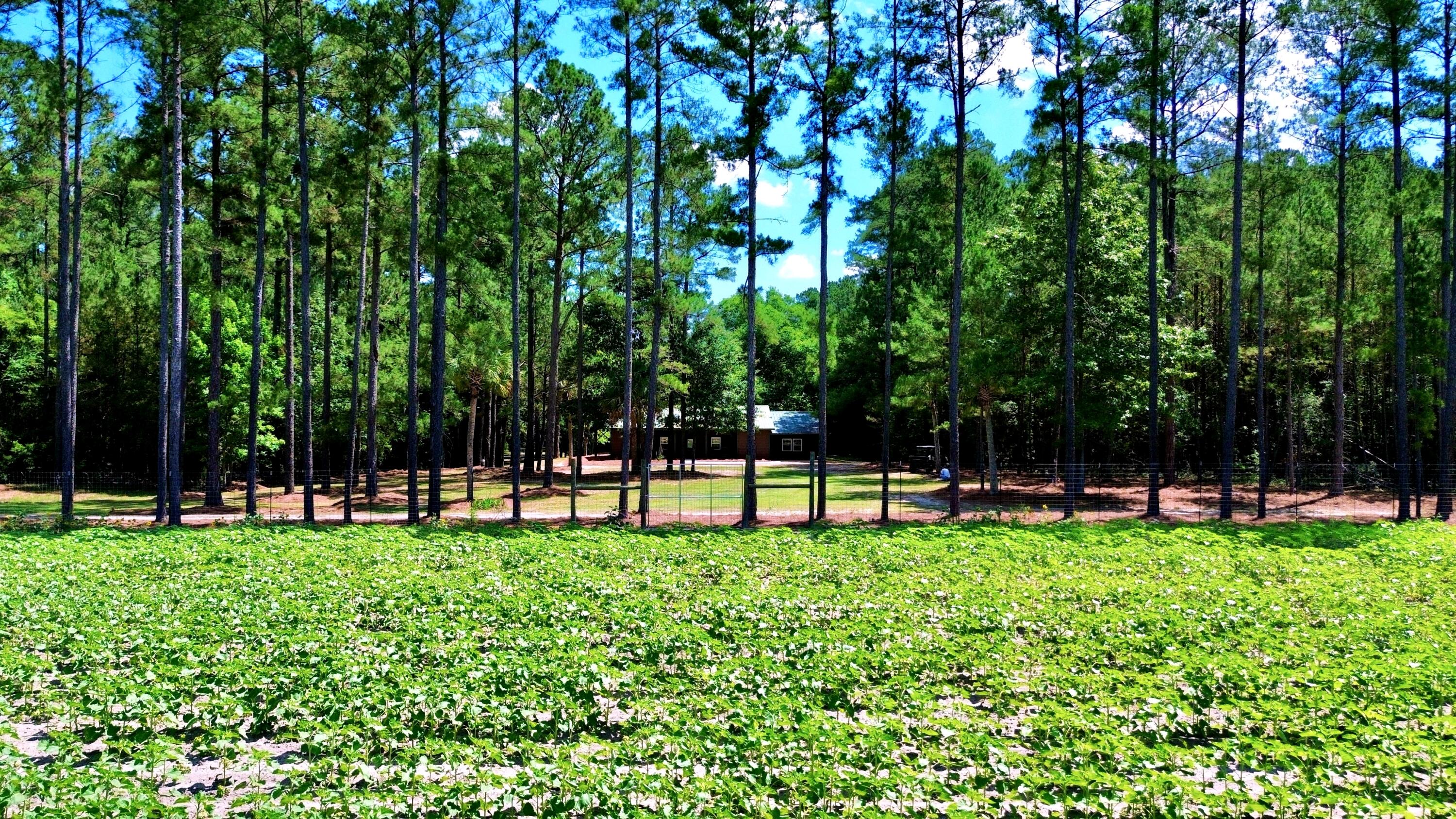 1970 Cross Swamp Road Islandton, SC 29929 - Photo 26 of 150