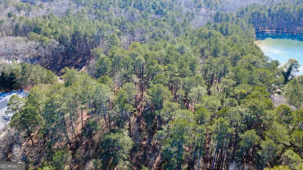 a view of a forest with a tree