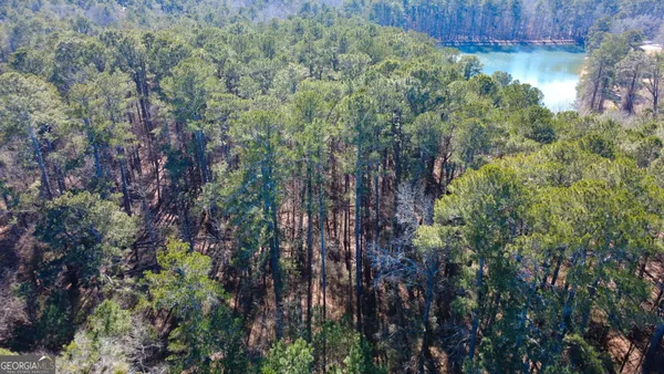 a view of a forest with a tree