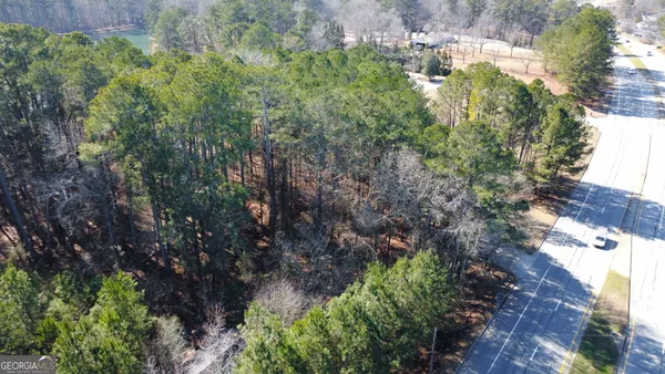 a view of a forest that has a tree