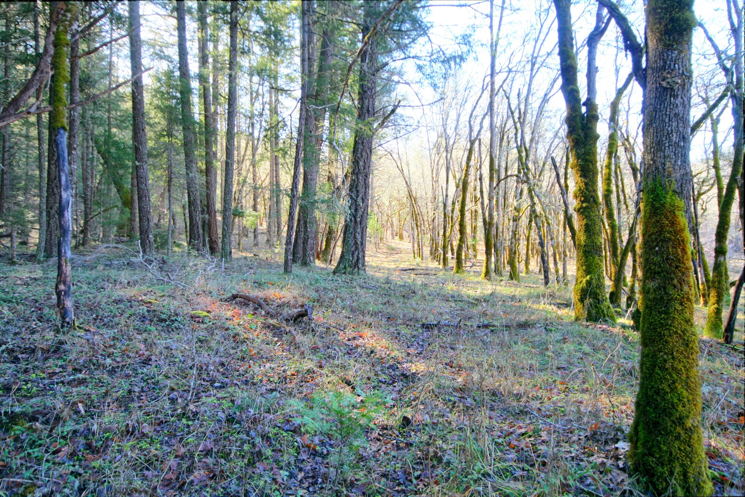 5000 Thompson Creek Road Jacksonville, OR 97530 - Photo 24 of 70 IMG_8875_6_7_easyHDR