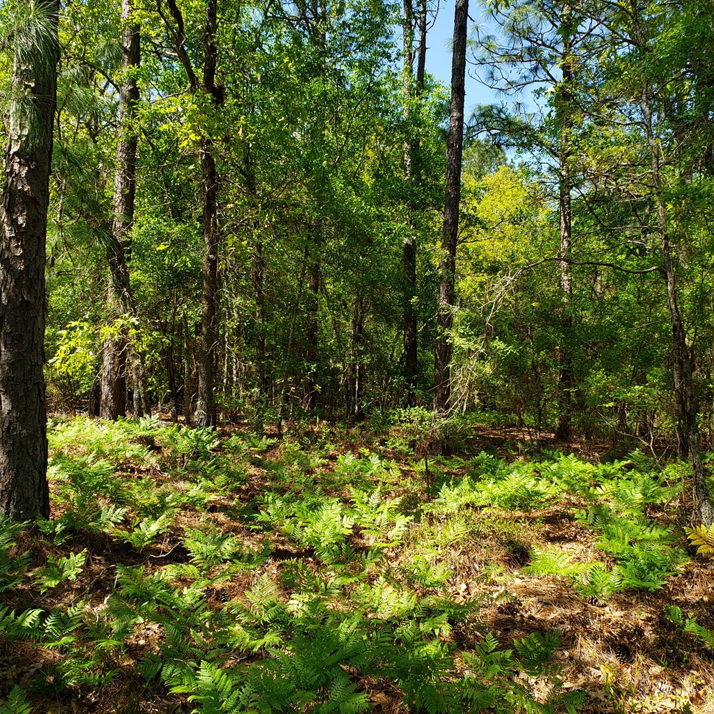 Lot 15 Dairy Road Monetta, SC 29105 - Photo 4 of 10