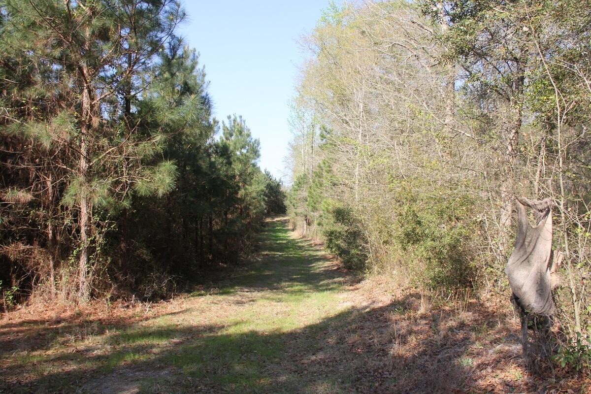 0 Ponderosa Road St. Matthews, SC 29135 - Photo 4 of 4 IMG_9864