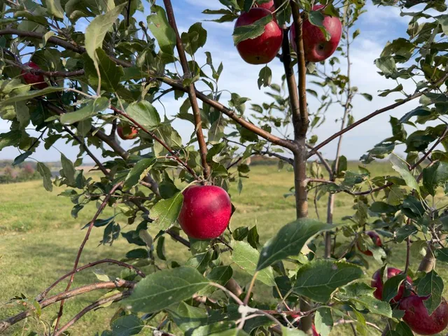 $619,900 | 920 Amelia Court Northeast, Montgomery, MN 56069