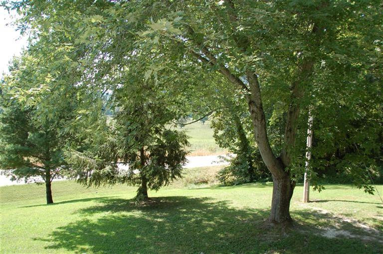 3675 McKee Road Irvine, KY 40336 - Photo 9 of 35 Mature trees allow for great shade!