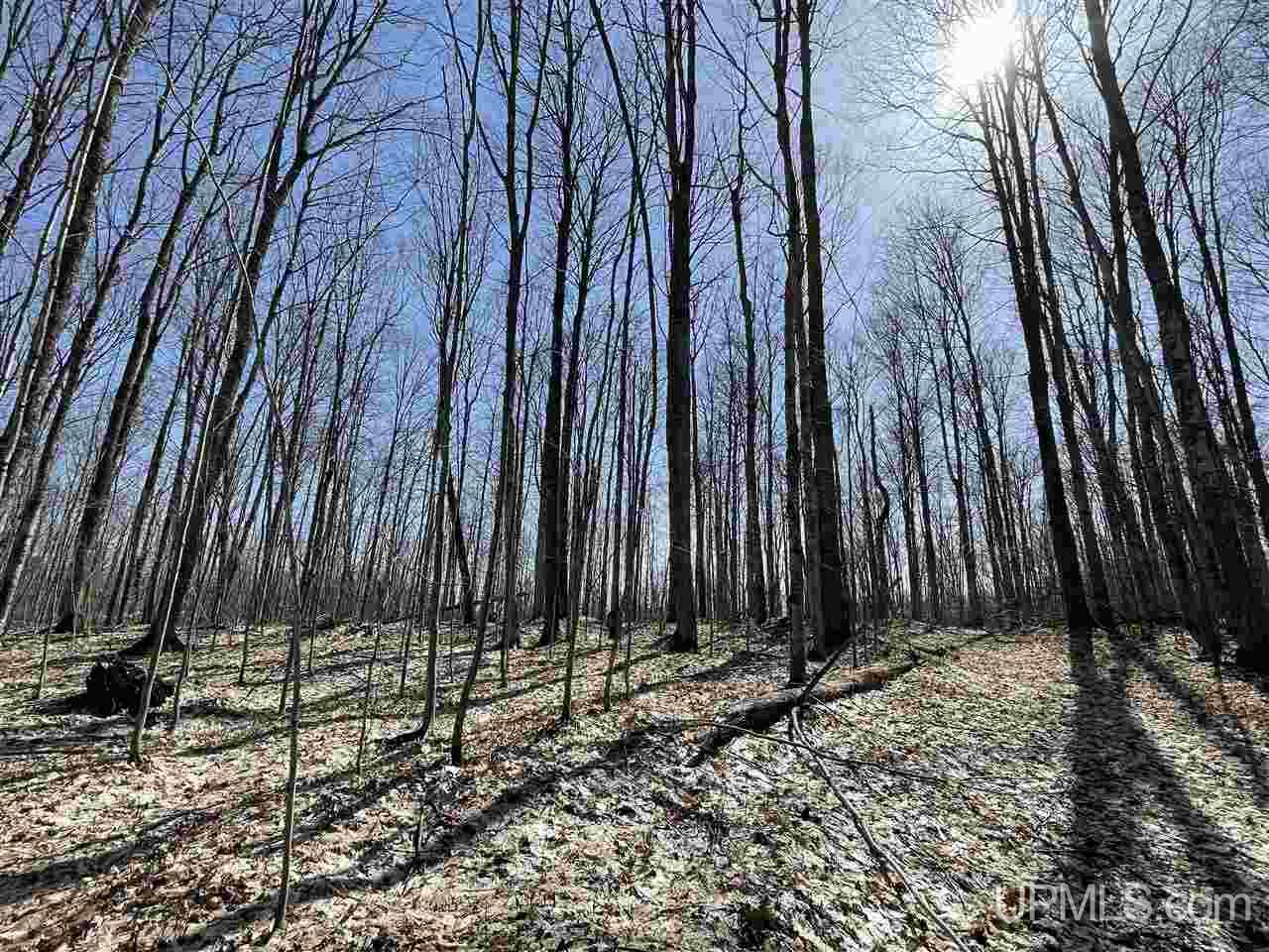 Tbd Mcgahn Road Germfask, MI 49836 - Photo 8 of 47 Gallery Image 8