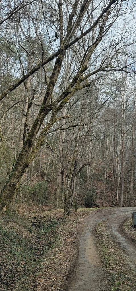 0 Newman Road Gatlinburg, TN 37738 - Photo 4 of 12