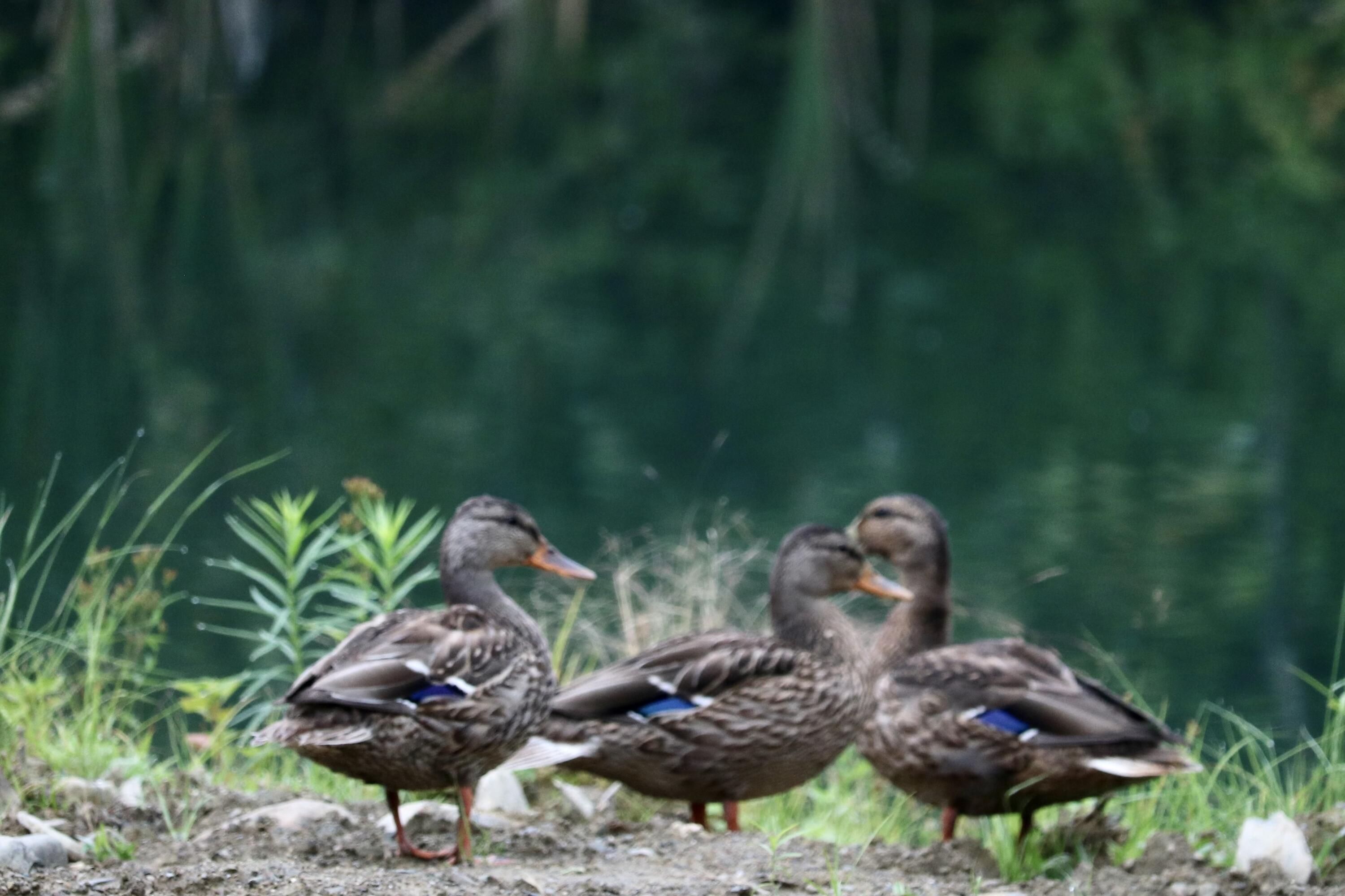 825 Mt Pleasant Road Stetson, ME 04488 - Photo 49 of 56 Ducks