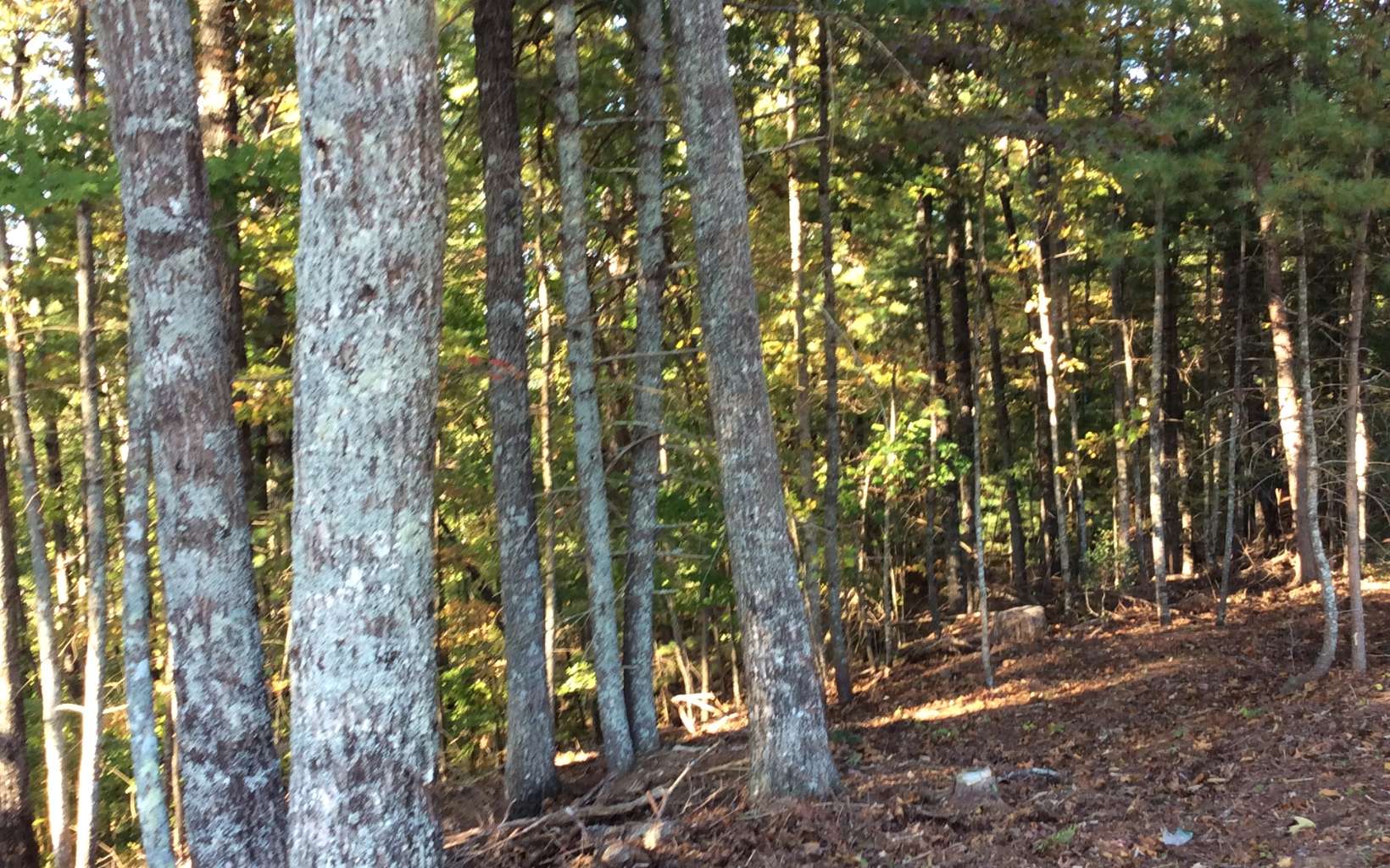 Cliff Raper Road Murphy, NC 28906 - Photo 15 of 24 Additional View