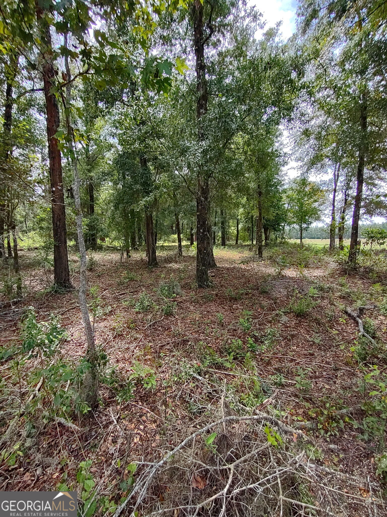 680 Porter's Landing Road Clyo, GA 31303 - Photo 21 of 50 a view of a yard with trees in the background
