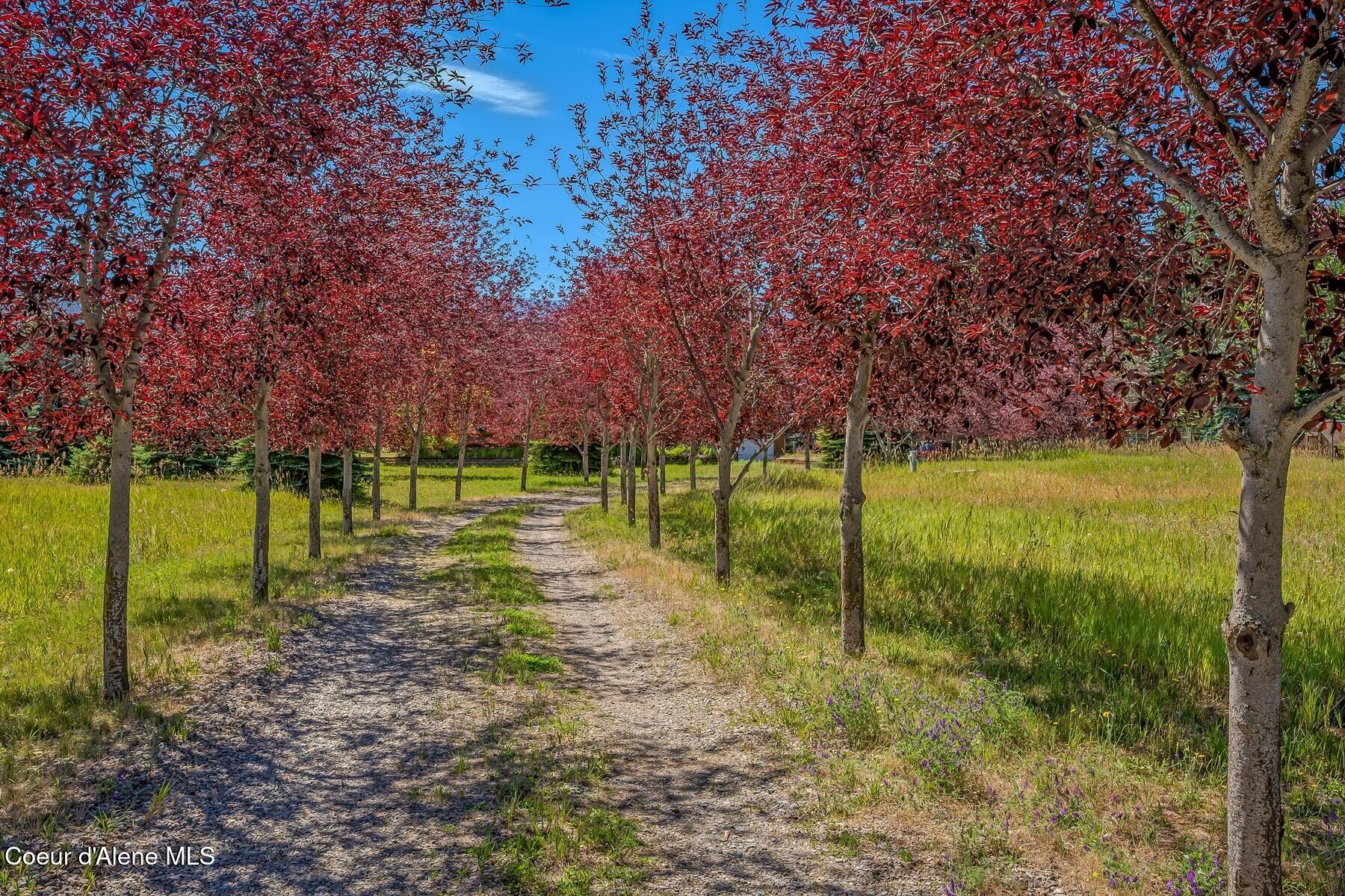158 West Mountain Vw Road Moyie Springs, ID 83845 - Photo 4 of 63 Idyllic Tree Line Drivdway
