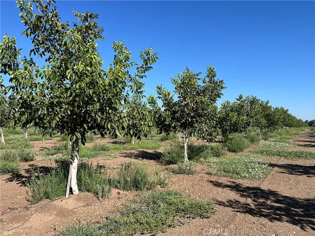 a view of a yard with plants and a bench
