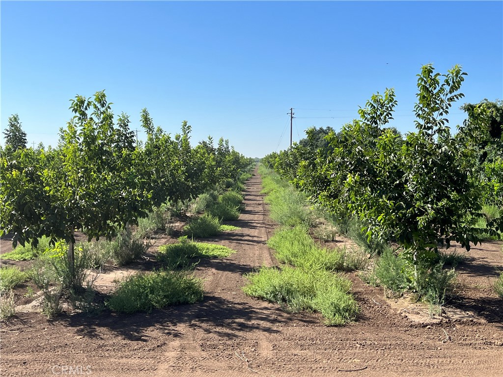 0 Kelly Lane West Chico, CA 95973 - Photo 15 of 22 a view of a garden with plants and large trees