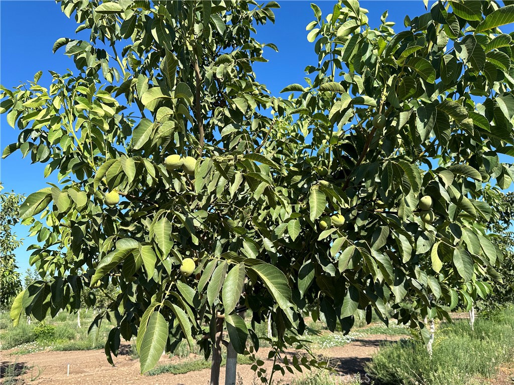 0 Kelly Lane West Chico, CA 95973 - Photo 3 of 22 a view of a tree