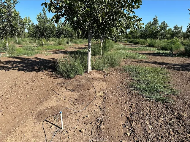 a view of a yard with plants and large trees
