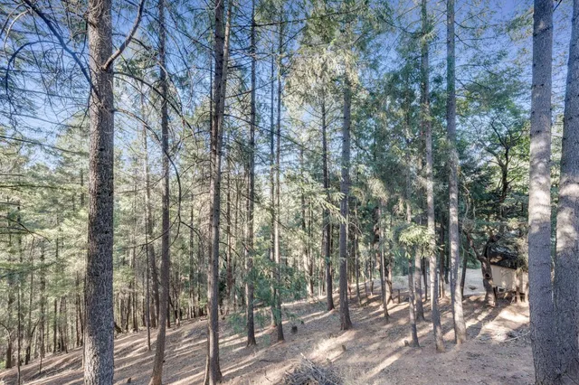 a view of a lush green forest with mountains in the background
