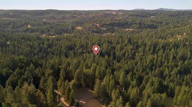 a view of a yard with plants and trees