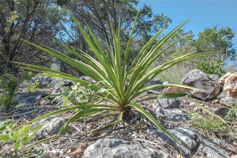 a view of a tree with a plant