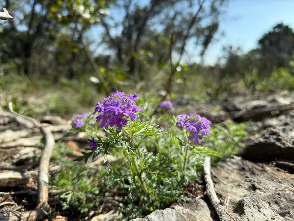 a flower view