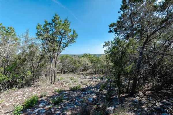 a view of a forest filled with trees