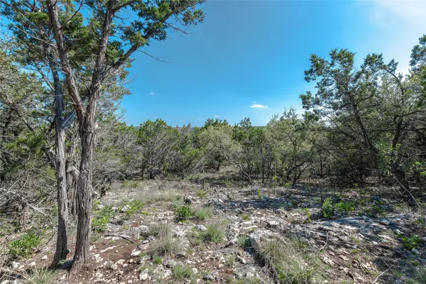 a view of a forest with trees in the background