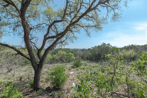 a view of a trees in a yard
