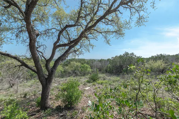 a view of a trees in a yard