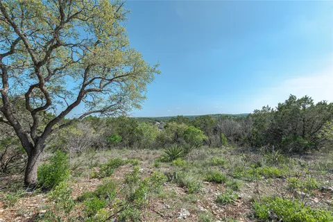 a view of a forest with trees in the background