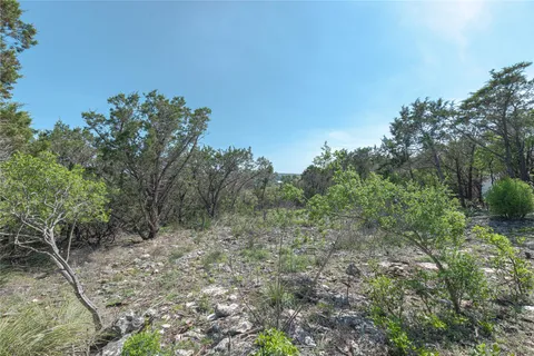 a view of a forest with trees in the background
