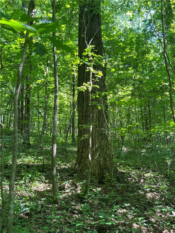 0 Monument Road Jasper, GA 30143 - Photo 2 of 9